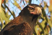 Wedge-tailed Eagle (Aquila audax)